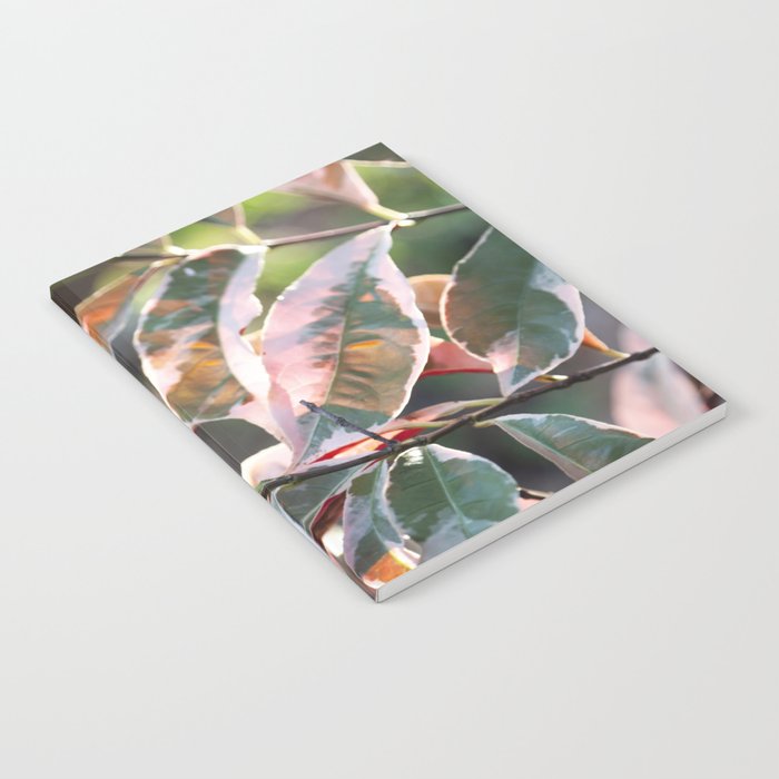 Pink Ficus  |  The Houseplant Collection Notebook