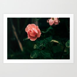A Rose by Any Other Name Art Print