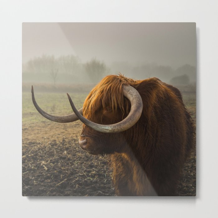 Scottish Highland Cow | Scottish Cattle | Cute Cow | Cute Cattle 01 Metal Print