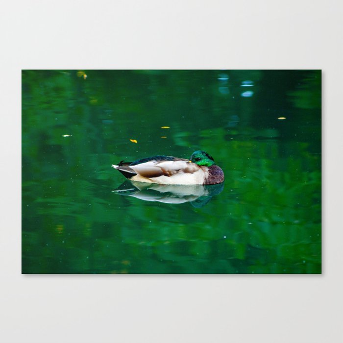 Beautiful elegant duck swimming in green lake water Canvas Print