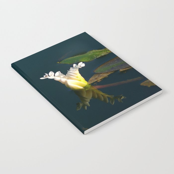Aponogeton Notebook