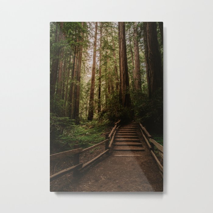 Muir Woods | California Redwoods Forest Nature Travel Photography Metal Print