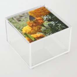 A Banded Hairstreak Acrylic Box