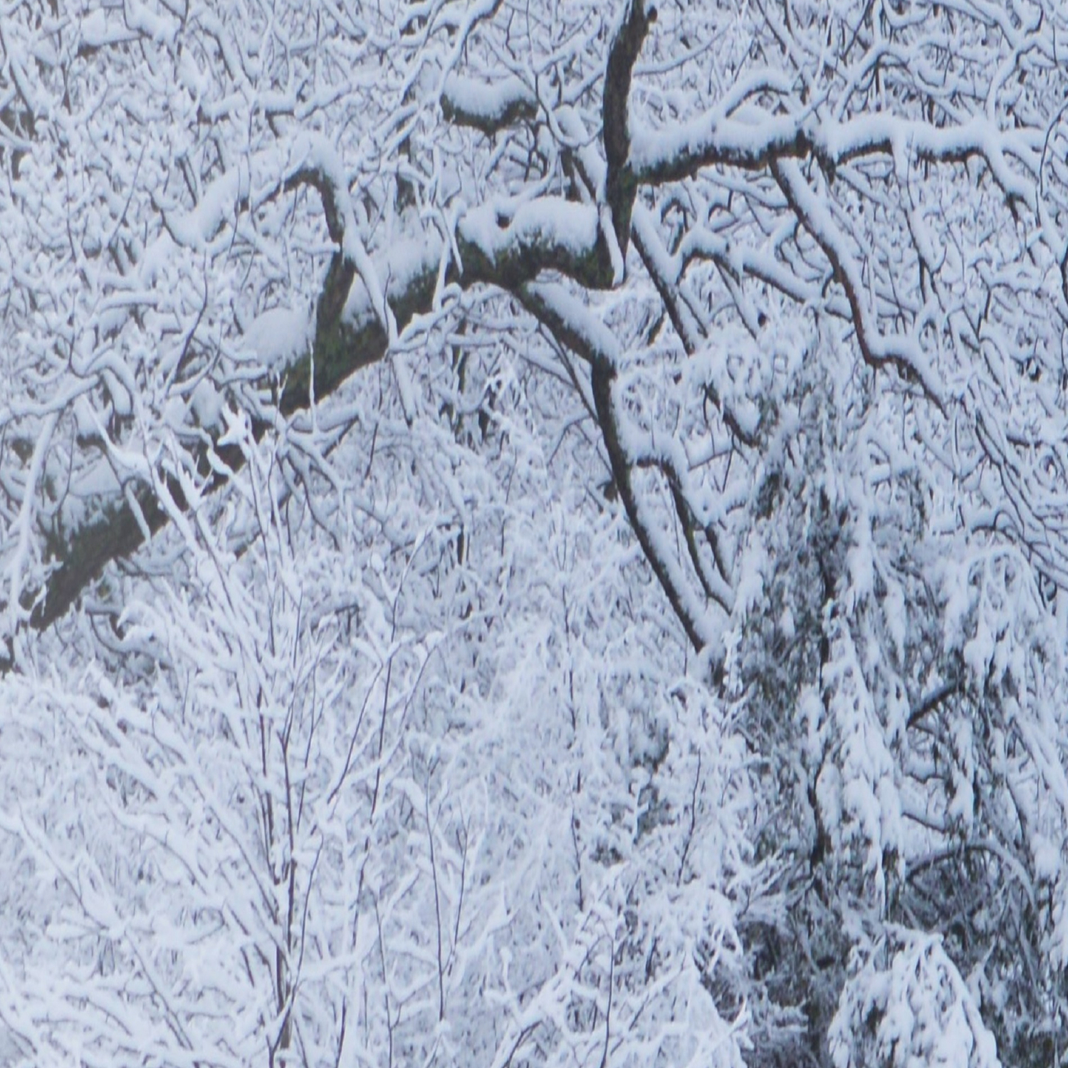 First Snow Fall Fresh Snow On Trees Nature Photography Winter Hush Leggings By Theoldbarndoor Society6 226,841 likes · 98 talking about this. society6