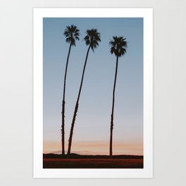 three palm trees iv / santa barbara, california Art Print
