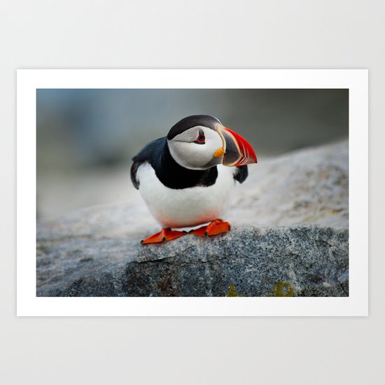 puffin Art Print
