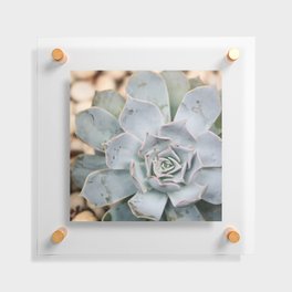 Mexico Photography - The Echeveria Lilacina Plant Floating Acrylic Print