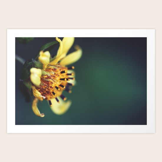Sunburst Art Print