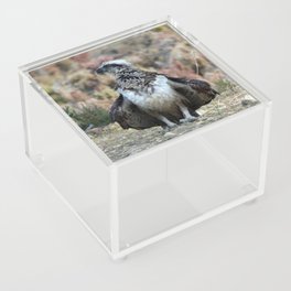 Osprey 1 Acrylic Box