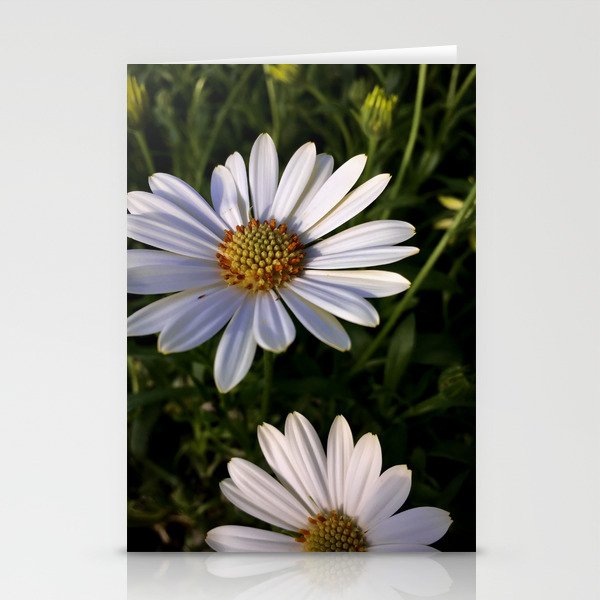 Daisies in Twilight Stationery Cards