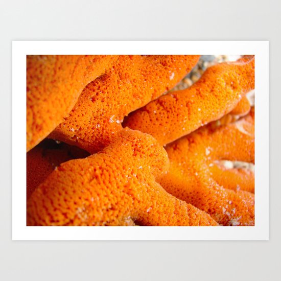 Dying Coral Art Print