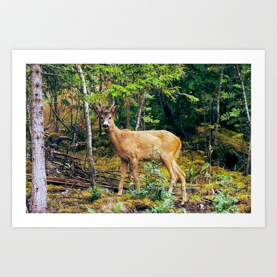 The Wandering Deer Art Print