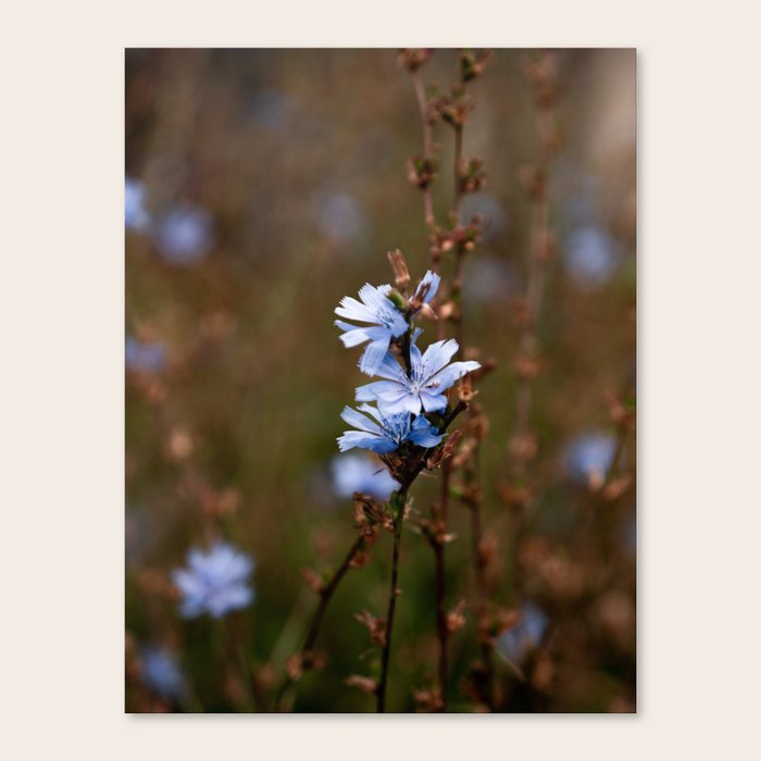 blue wildflowers Canvas Print