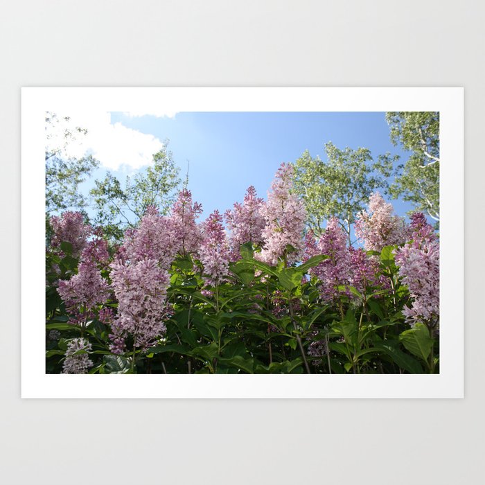 Lilac Skies Art Print
