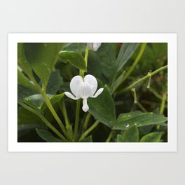 White (not bleeding) Heart Art Print | Digital, Color, Naturephotography, Debracortesedesign, Notbleedingheart, Officedecor, Natureart, Whiteheartflower, Springflowers, Homedecor 