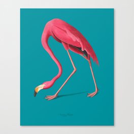 Vintage Pink Flamingo  Canvas Print