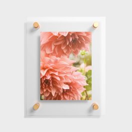 Collaboration - Modern Botanical Dahlia Flower Photograph -pink terracotta floral Floating Acrylic Print