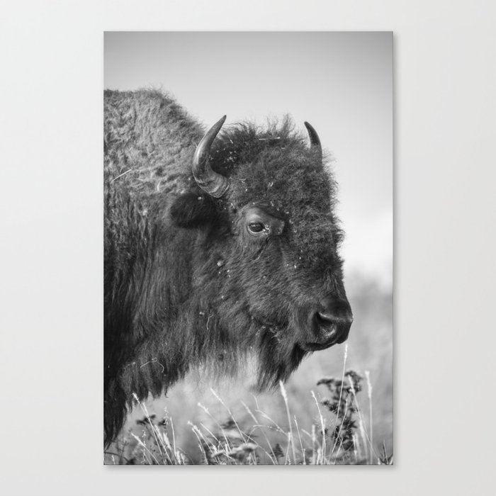 Profile of a Bison - Black and White Portrait of Buffalo on the Tallgrass Prairie in Oklahoma Canvas Print