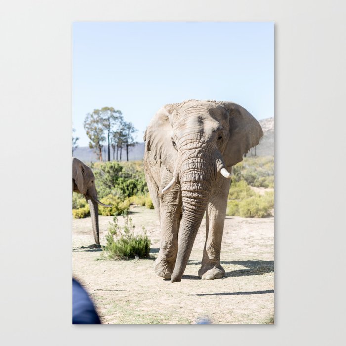 The love of the Elephant | South Africa | Cape Town | Safari Canvas Print