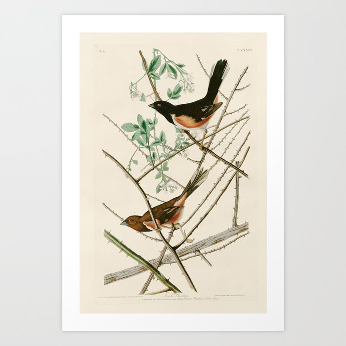 Towee Bunting - John James Audubon's Birds of America Print Art Print