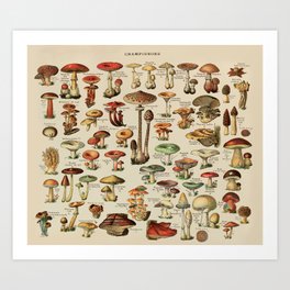 Vintage Edible Mushroom Chart Art Print