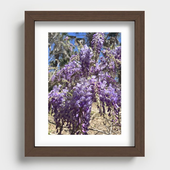 Amethyst Chinese Wisteria Recessed Framed Print