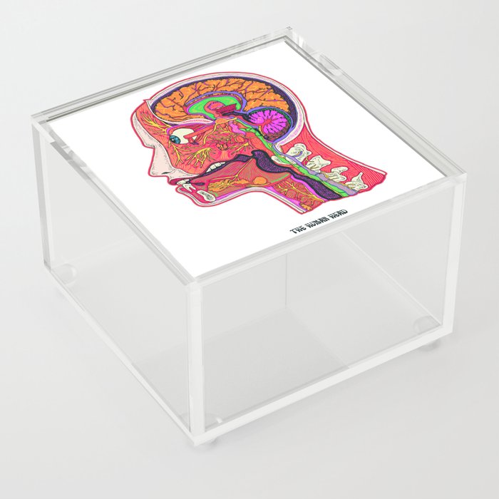 Anatomical Human Head - White Background Acrylic Box
