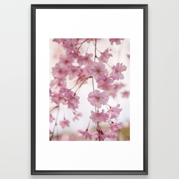 Cherry Blossom Baby Framed Art Print
