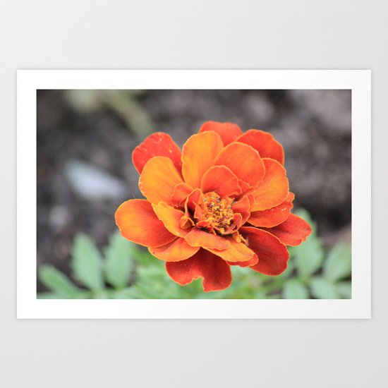 flower Art Print