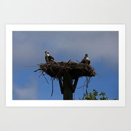 Jack and Rose I Art Print | Photo, Osprey, Florida, Digital, Nature, Michiale, Bird, Fortmyers, Nest, Schneider 