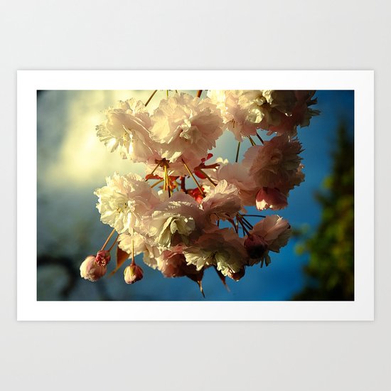 Cherry Blossoms in Hood River, Oregon Art Print