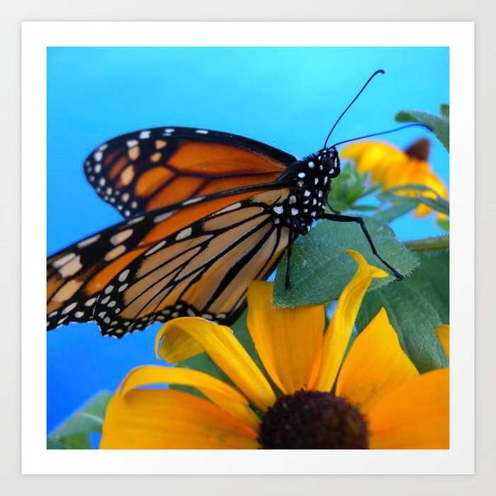 Monarch Butterfly On Black-eyed Susan Art Print By Bountiful Wonders 