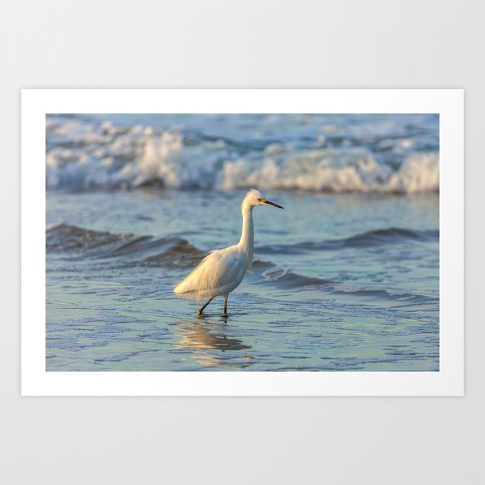 Snowing Egret Hunting Art Print