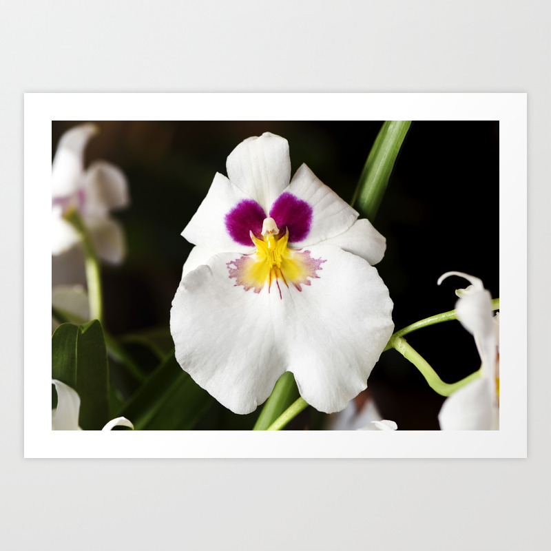 Pansy Orchid Art Print By Floatingpetals Society6
