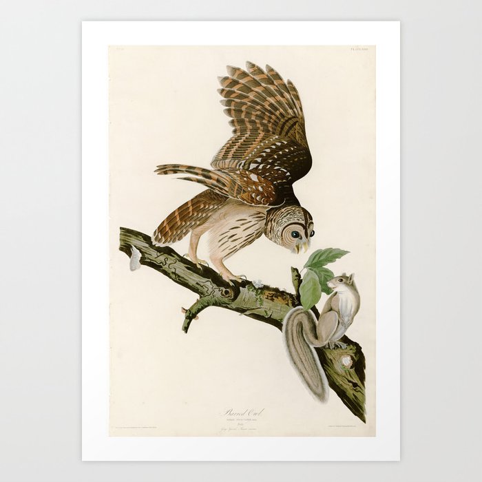 Barred Owl - John James Audubon's Birds of America Print Art Print