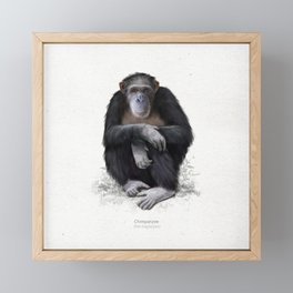 Chimpanzee art print Framed Mini Art Print