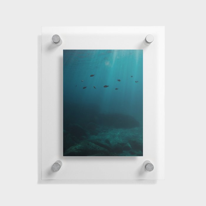 Underwater Fish in Corse, France Floating Acrylic Print
