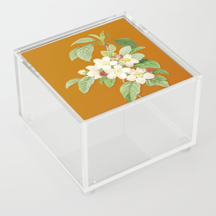 Vintage Apple Blossom Botanical Illustration on Bright Orange Acrylic Box