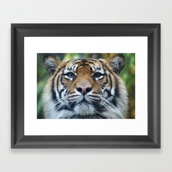 Tigers Glorious Stare Framed Art Print