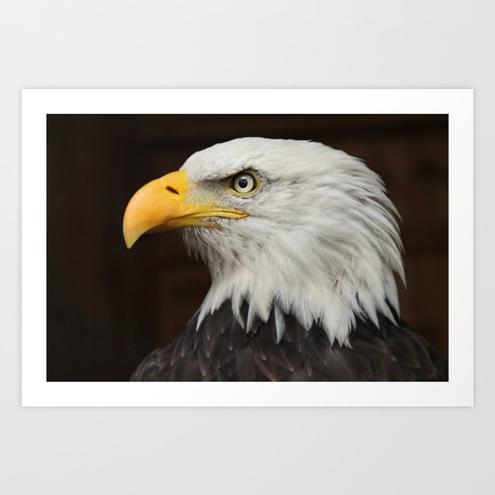Eagle Photography | Nature | Wildlife Art | American Eagle | Rustic Wall Art | Animal  Art Print
