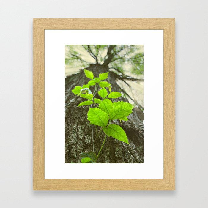 Climbing the Tree Abstract Botanical / Nature Photograph Framed Art Print