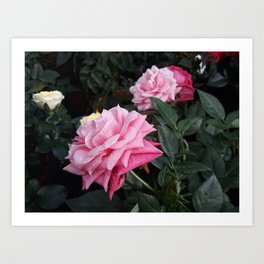 Pink roses Art Print