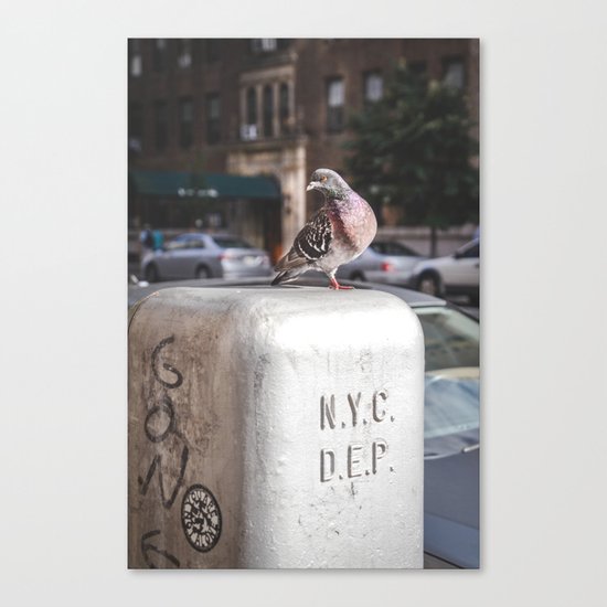 NYC Pigeon Canvas Print