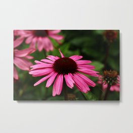 Echinacea Blossom Metal Print | Nature, Photo, Digital, Color 