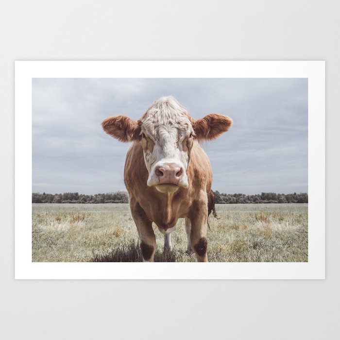 Animal Photography | Highland Cow Portrait Photography | Farm animals Art Print