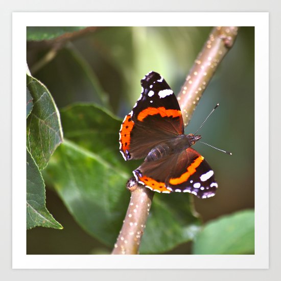 Admiral On The Apple Tree Branch Art Print