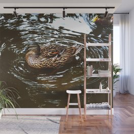 Mallard Duck Swimming in a pond Wall Mural