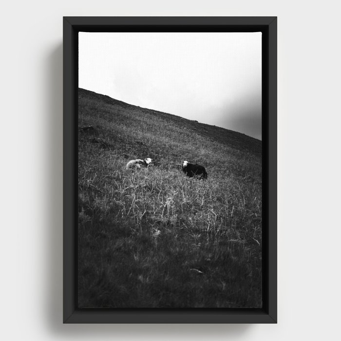 Black and White Sheep in the English Country Side Framed Canvas