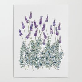 Lavender, Illustration Poster