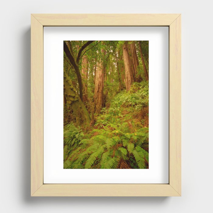 Redwoods Regional II Recessed Framed Print